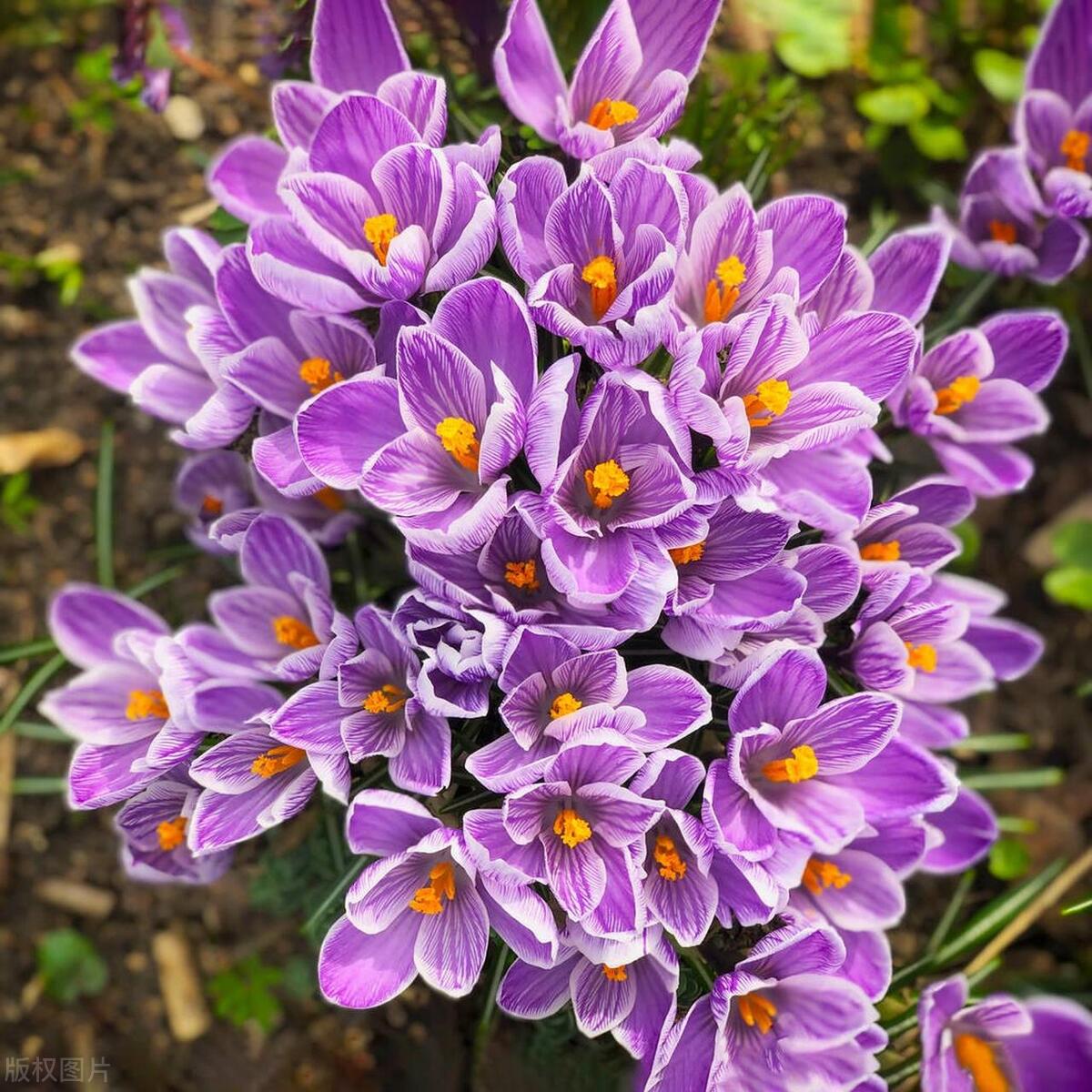 盆栽番红花养殖方法,番红花夏季怎么养