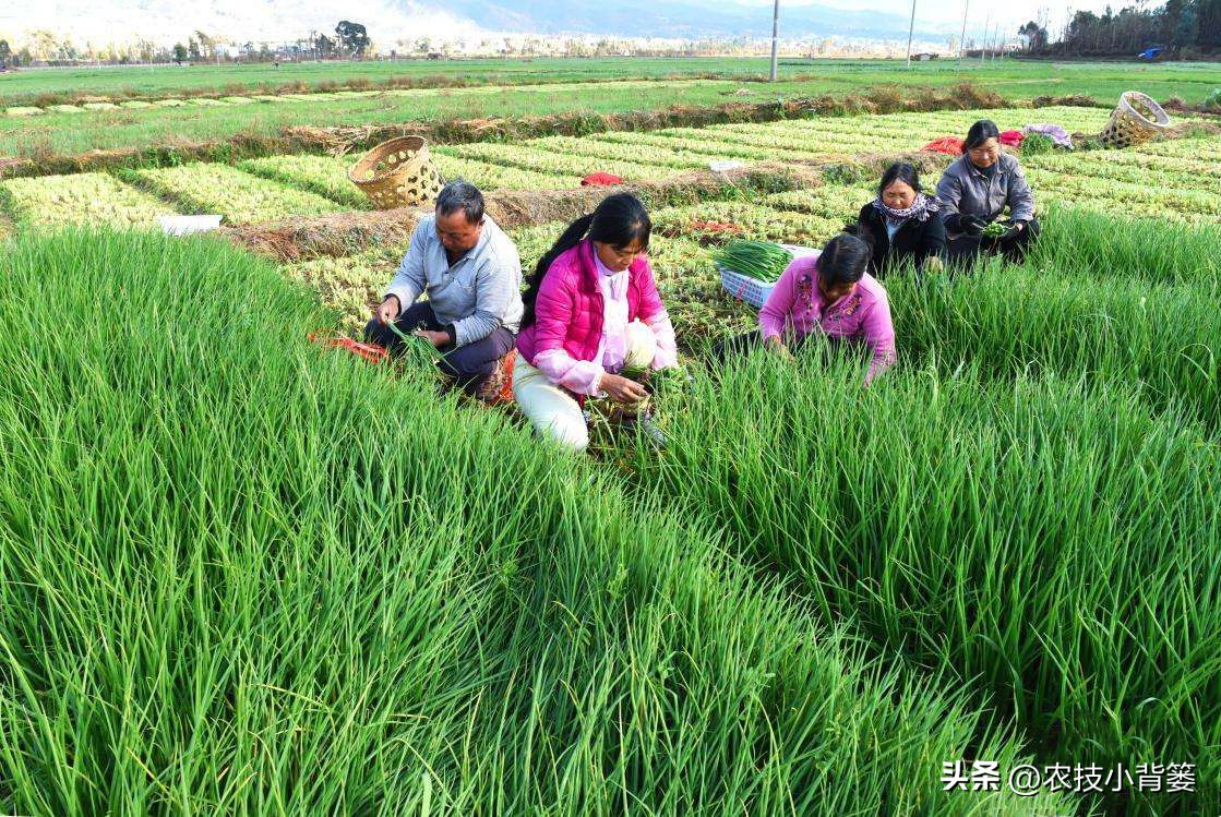 小香葱的种植方法与时间,小香葱播种多久可以采收