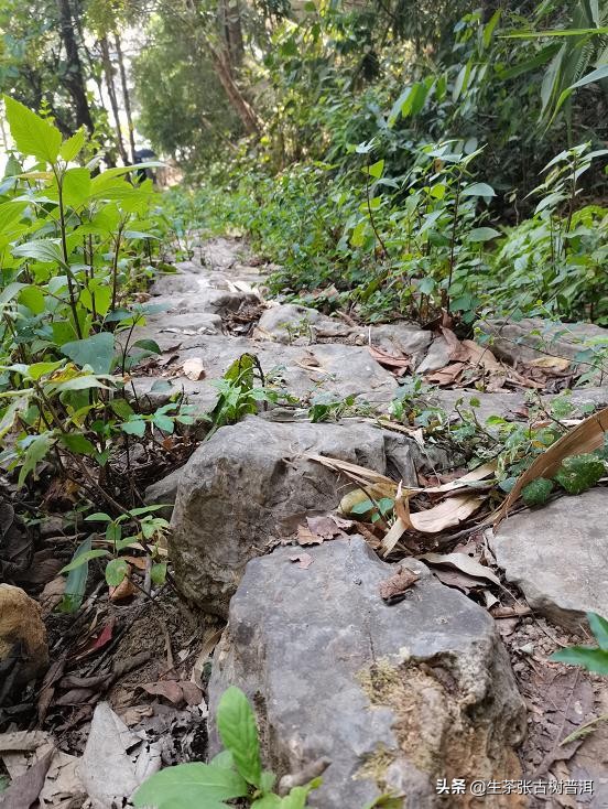 普洱茶哪座山头最好,普洱茶著名茶区