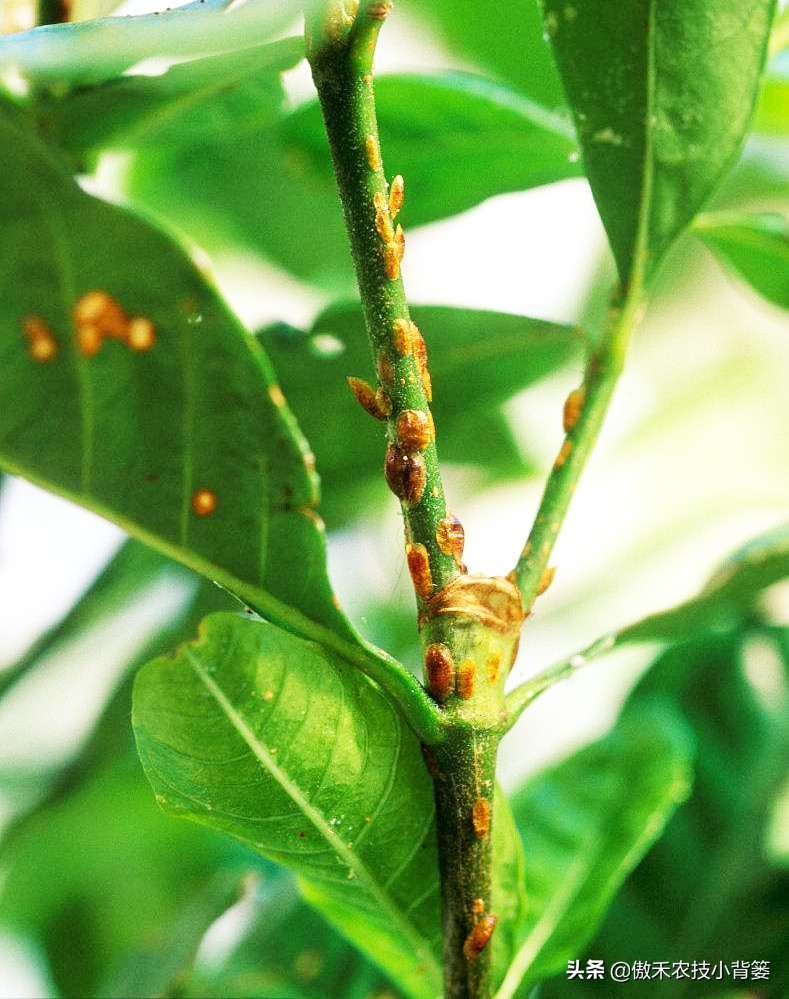 小小昆虫到底多可怕,小小红蜘蛛是什么