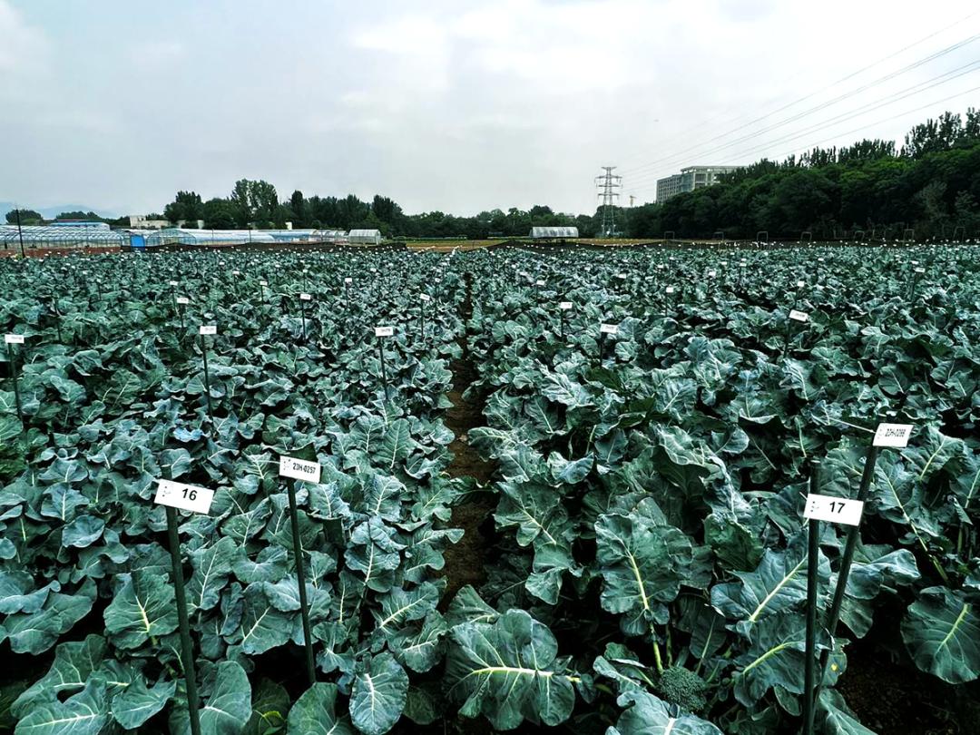 乡村振兴的大文章,小种子成长文章