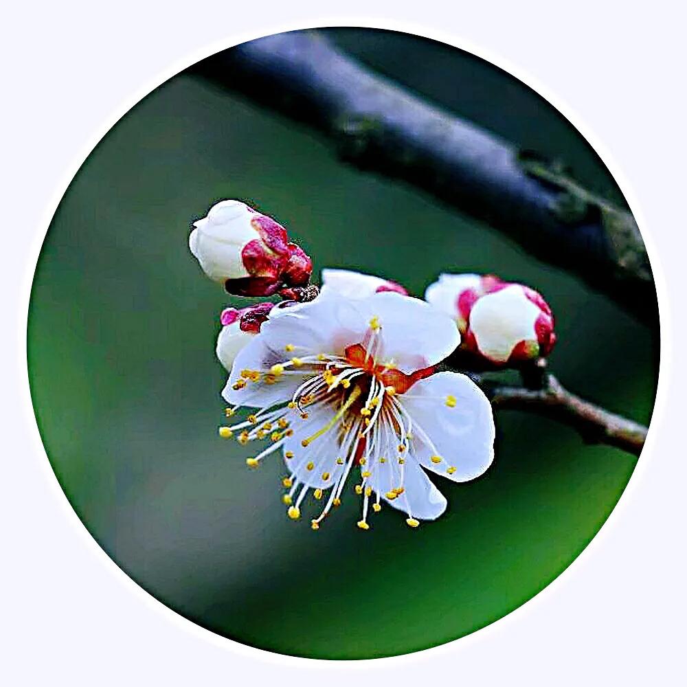 白梅蕴含的品格,白梅寓意