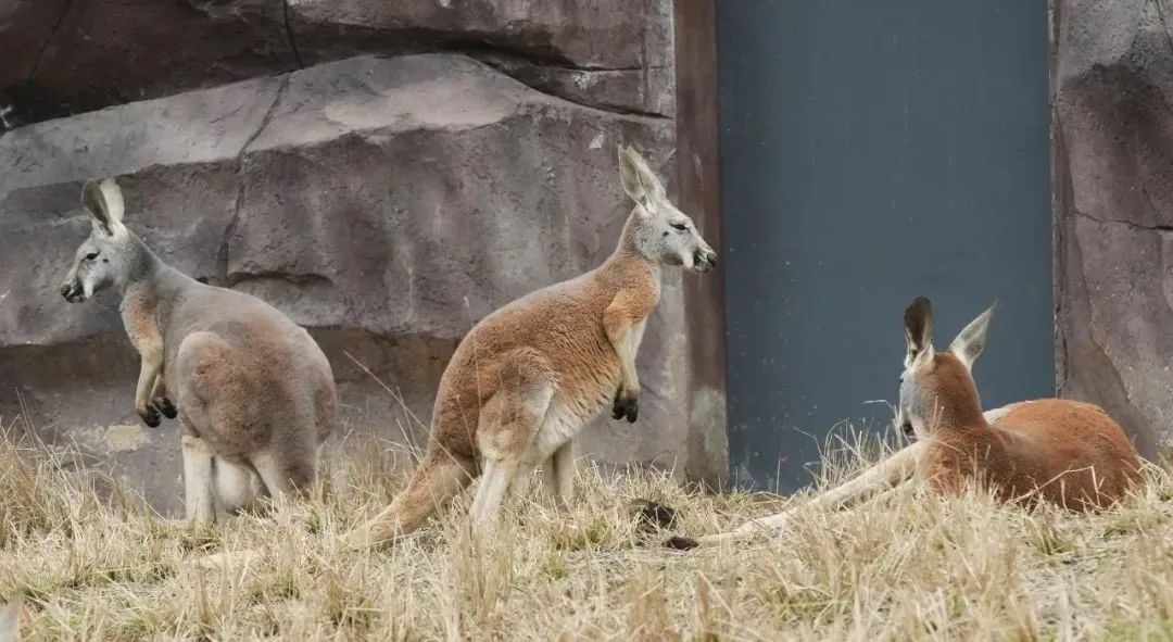 武汉动物园最新今天的消息,武汉动物园春节营业时间