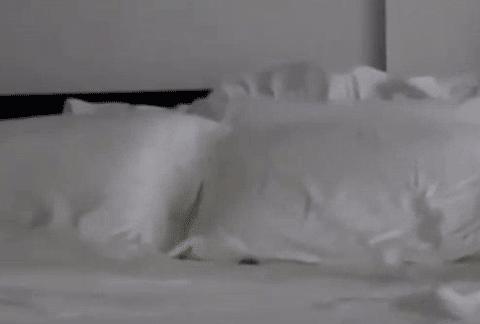 两只猫打架引众猫围观,两只猫打架一只翻肚皮