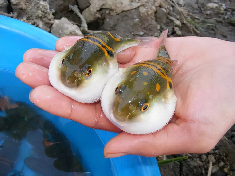 钓鱼要小心有毒的海鱼,钓鱼经常钓到的鱼哪些有毒不能吃