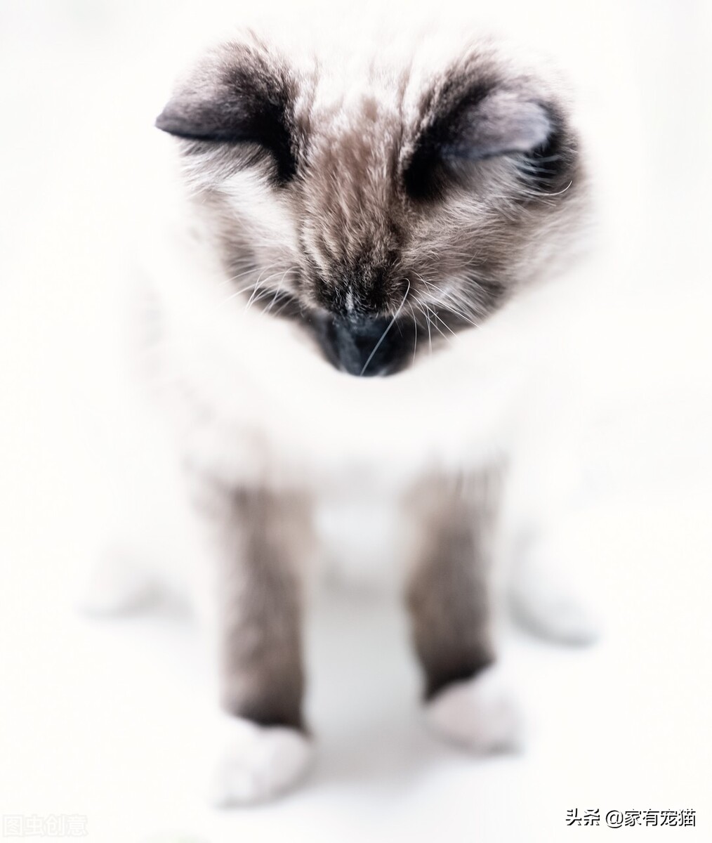 为什么黑的长毛猫毛色偏红,重点色长毛猫蓝眼睛