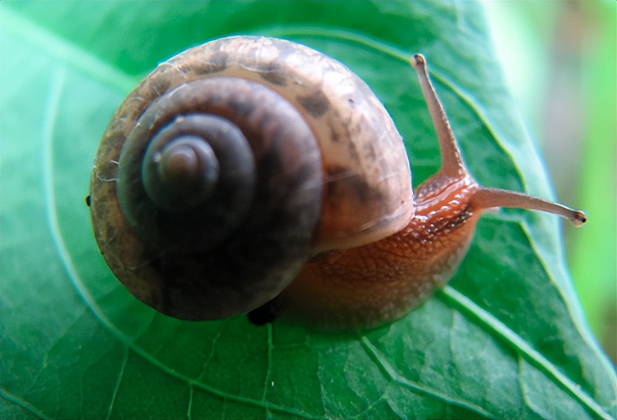 网络流行语对应的古诗词,网络流行用语对应的古诗词的意义