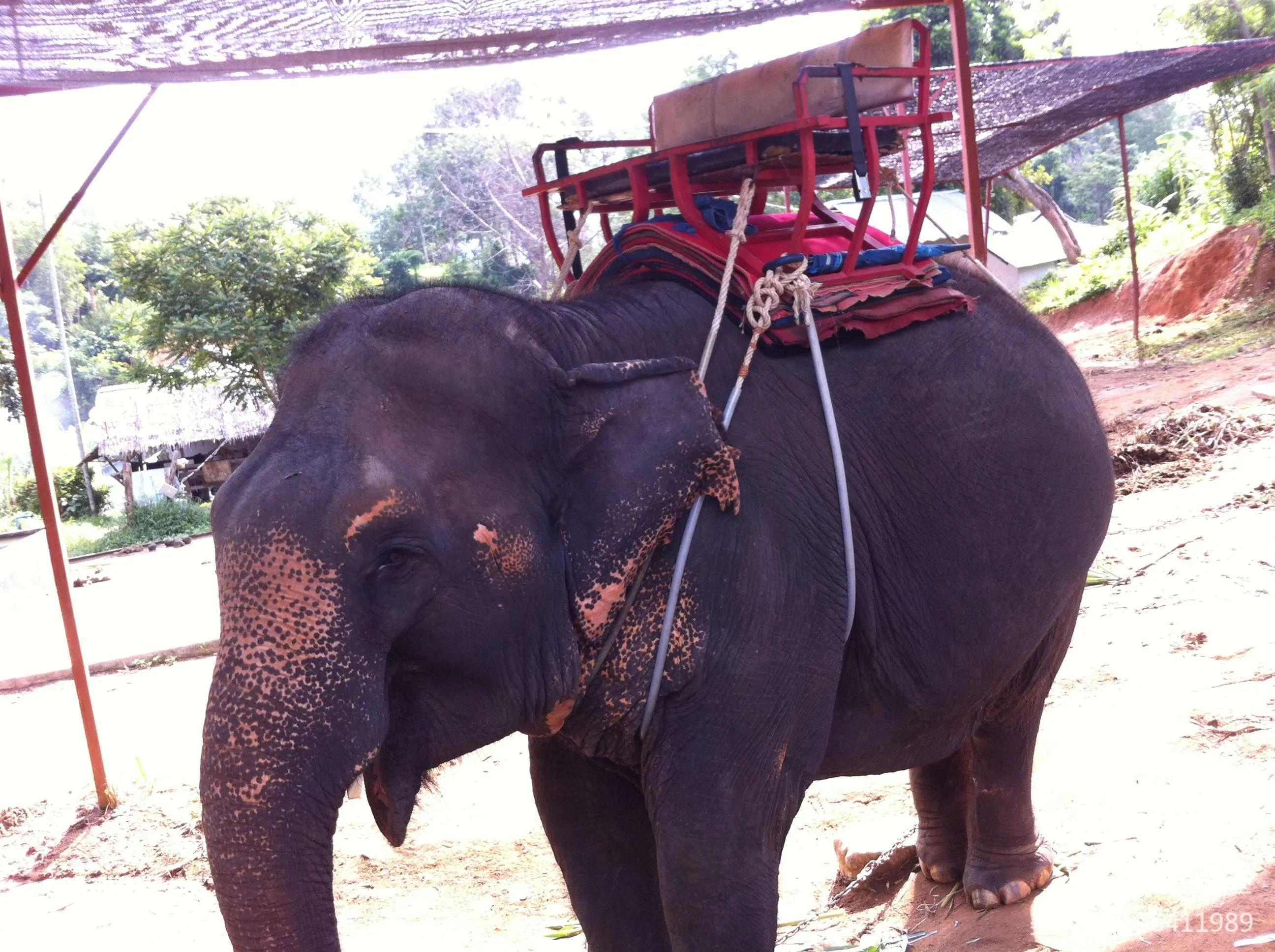 普吉岛到曼谷怎么玩,泰国普吉岛曼谷游记