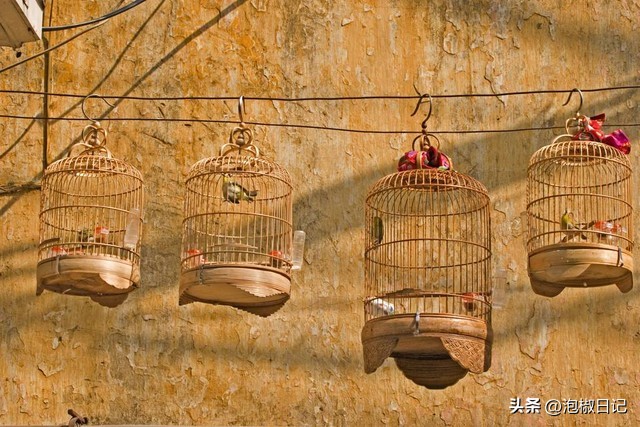 赛鹰最常见的毛病,赛鸟