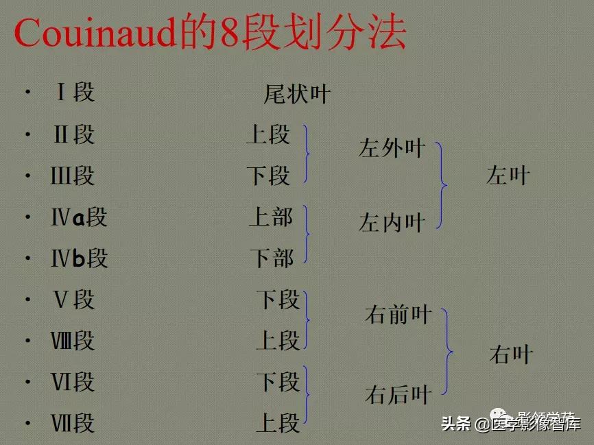 肝脏影像分叶分段解剖图,肝脏分段解剖图谱