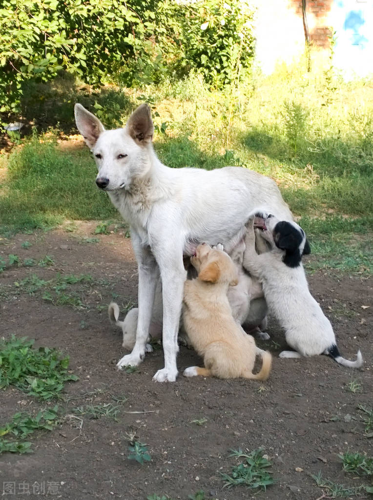 狗狗生理期需要注意些什么,狗狗生理期注意事项和禁忌