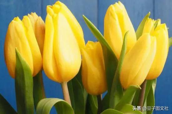 郁金香的花貌和郁金香的花语,各种颜色郁金香的花语是什么