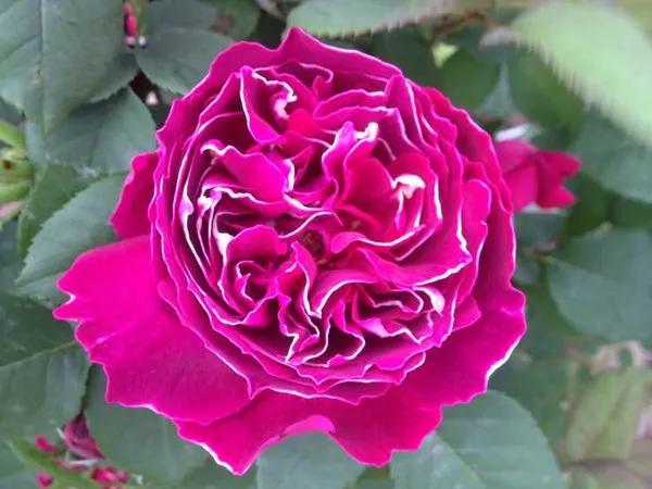 月季美图100张,月季花唯美高清图片大全