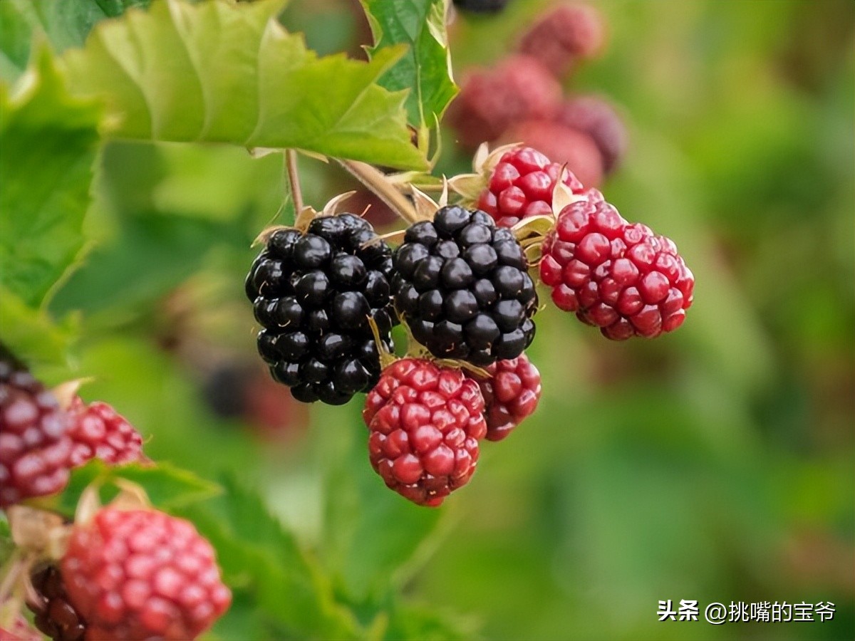 瑞士出产哪些水果,瑞士盛产啥水果