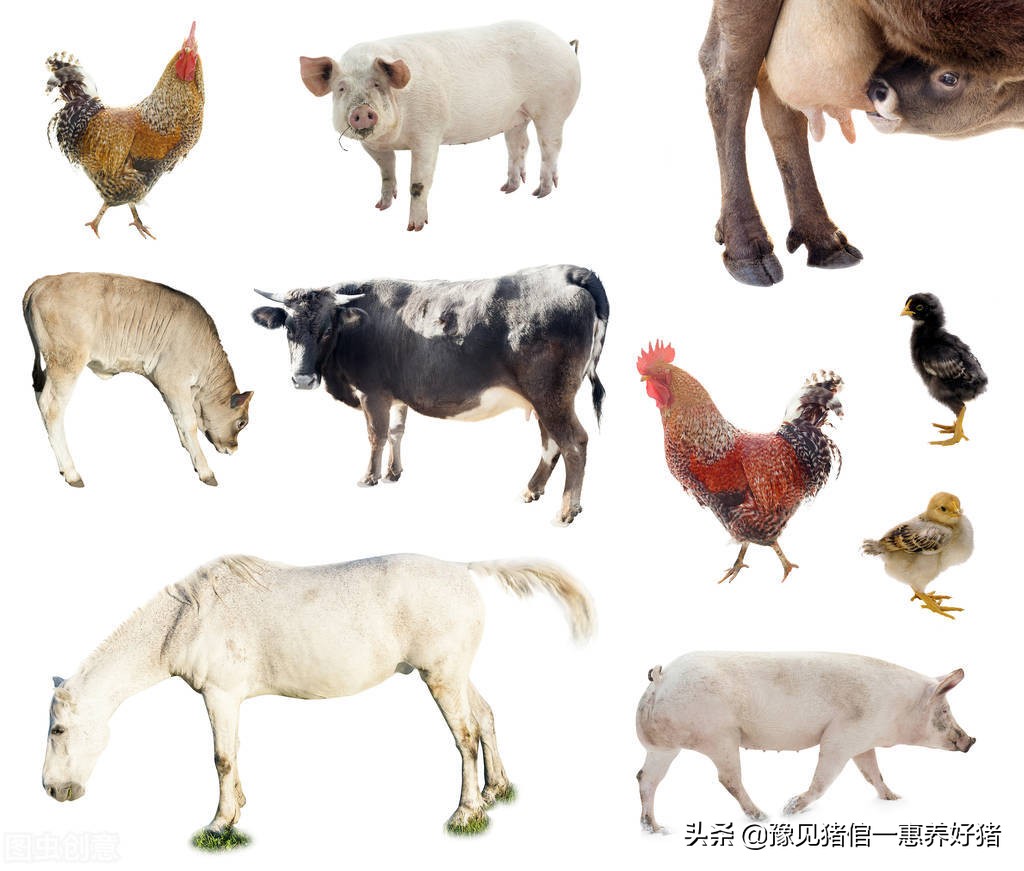 兽药知识讲解视频,兽药原粉跟成品区别