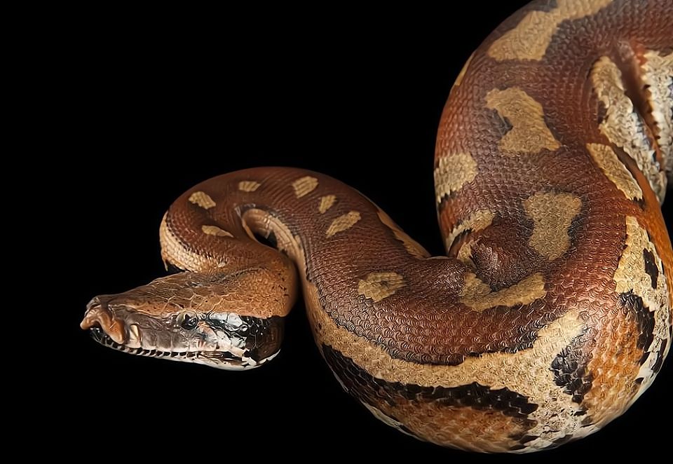 地球上的巨蟒,世界上的巨型蟒蛇到底有多大