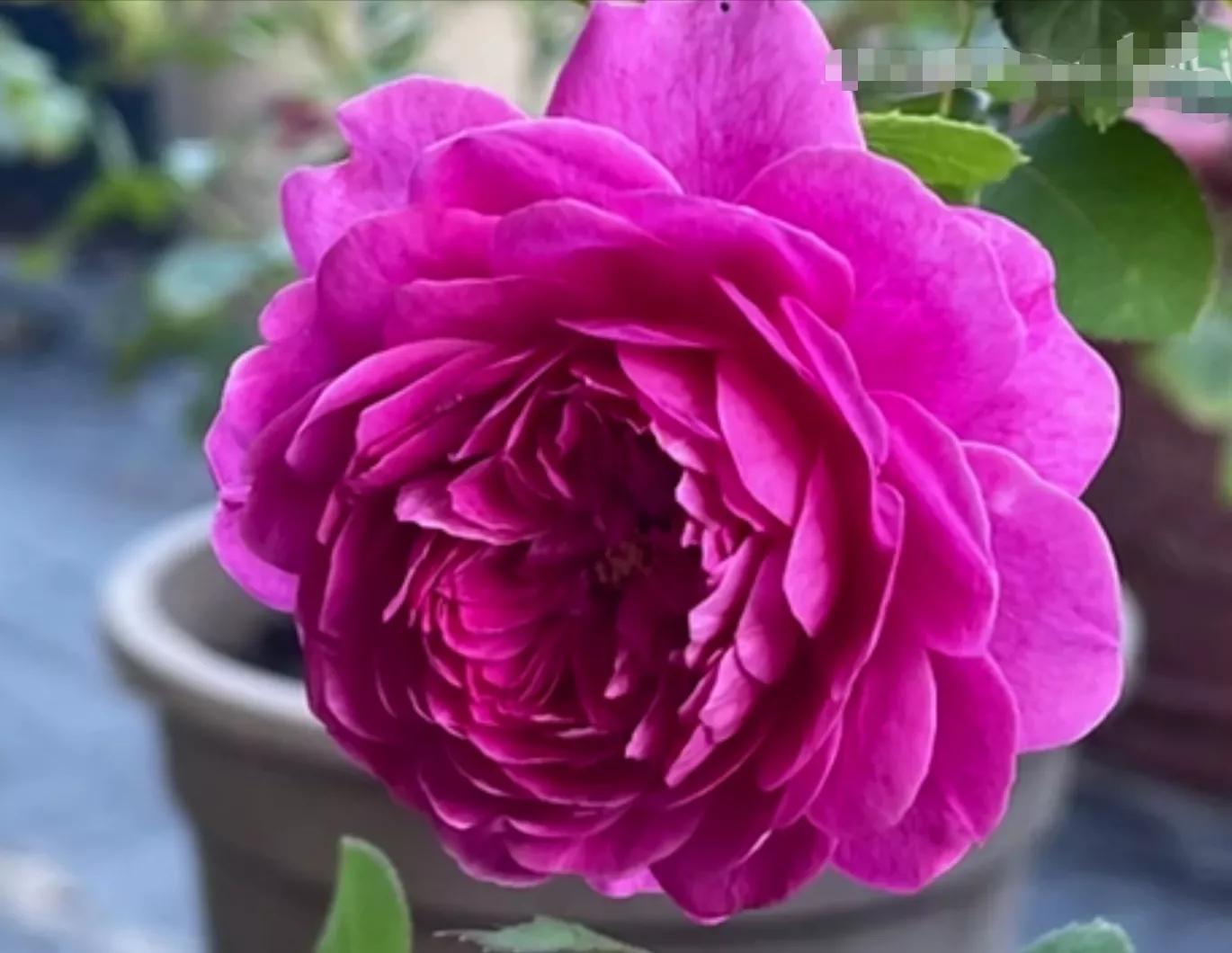 常见切花月季一览（45）