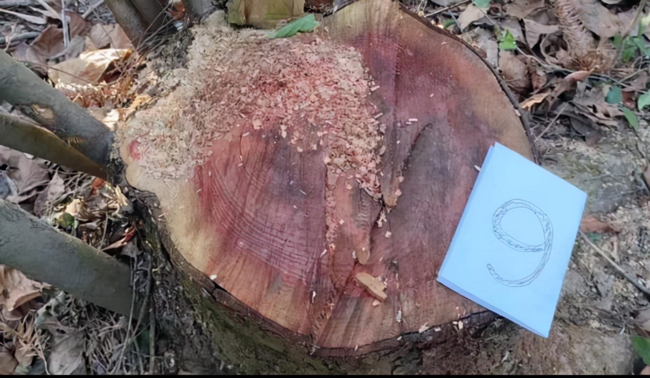 千年红豆杉被盗,40多棵树被人偷伐属于刑事案件吗