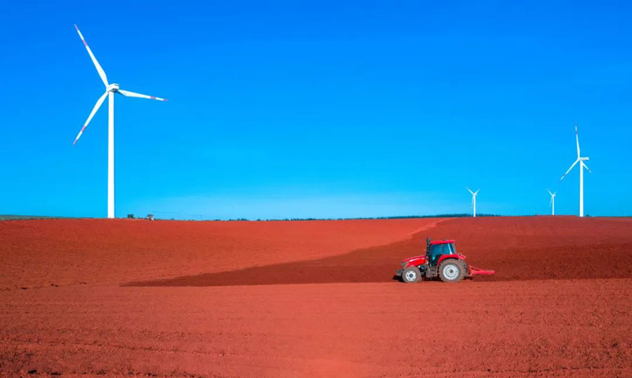 菠萝与凤梨有什么区别,金钻凤梨与菠萝的区别