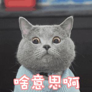 铲屎官生病猫害怕,铲屎官担心自家猫咪着凉