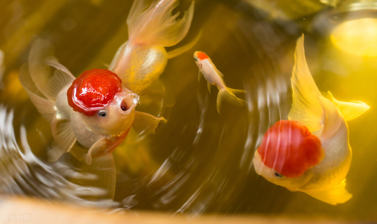 龙种金鱼vs文种金鱼,龙睛金鱼和文种金鱼区别