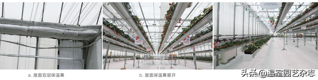 关注｜可升降的观光型草莓吊架，你见过吗？