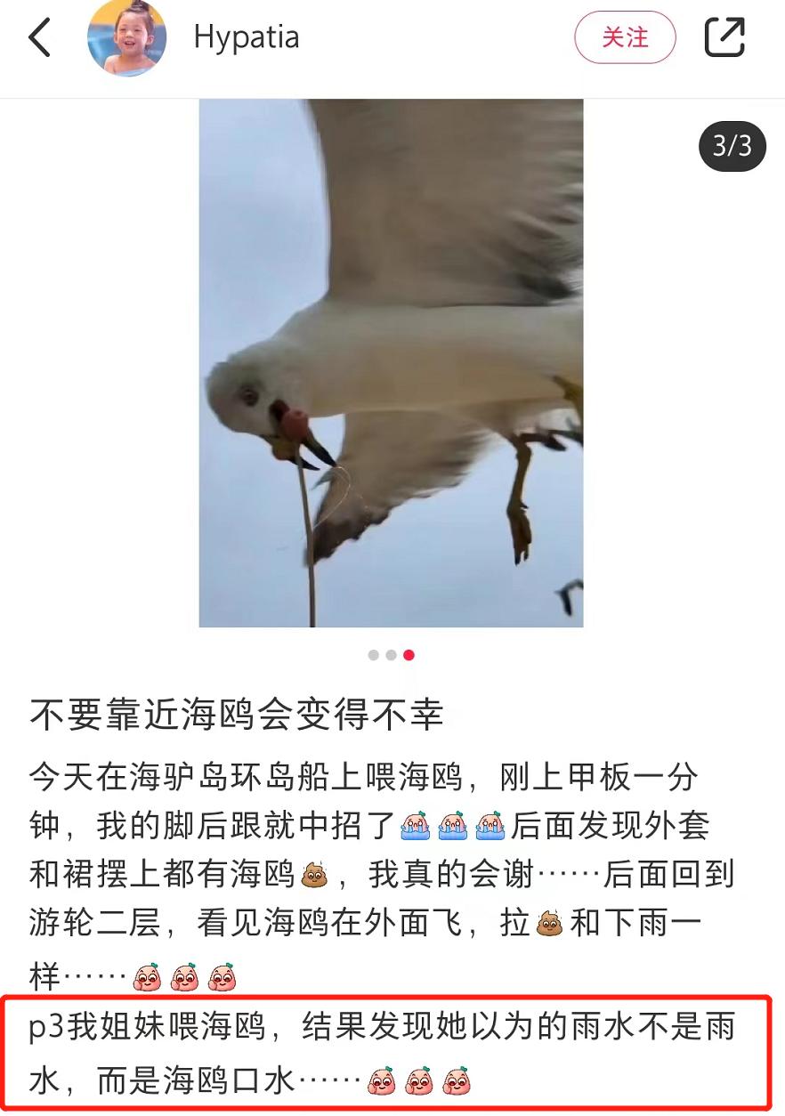 喂过一次大连海鸥，人类就要为自己的弱小羞愧