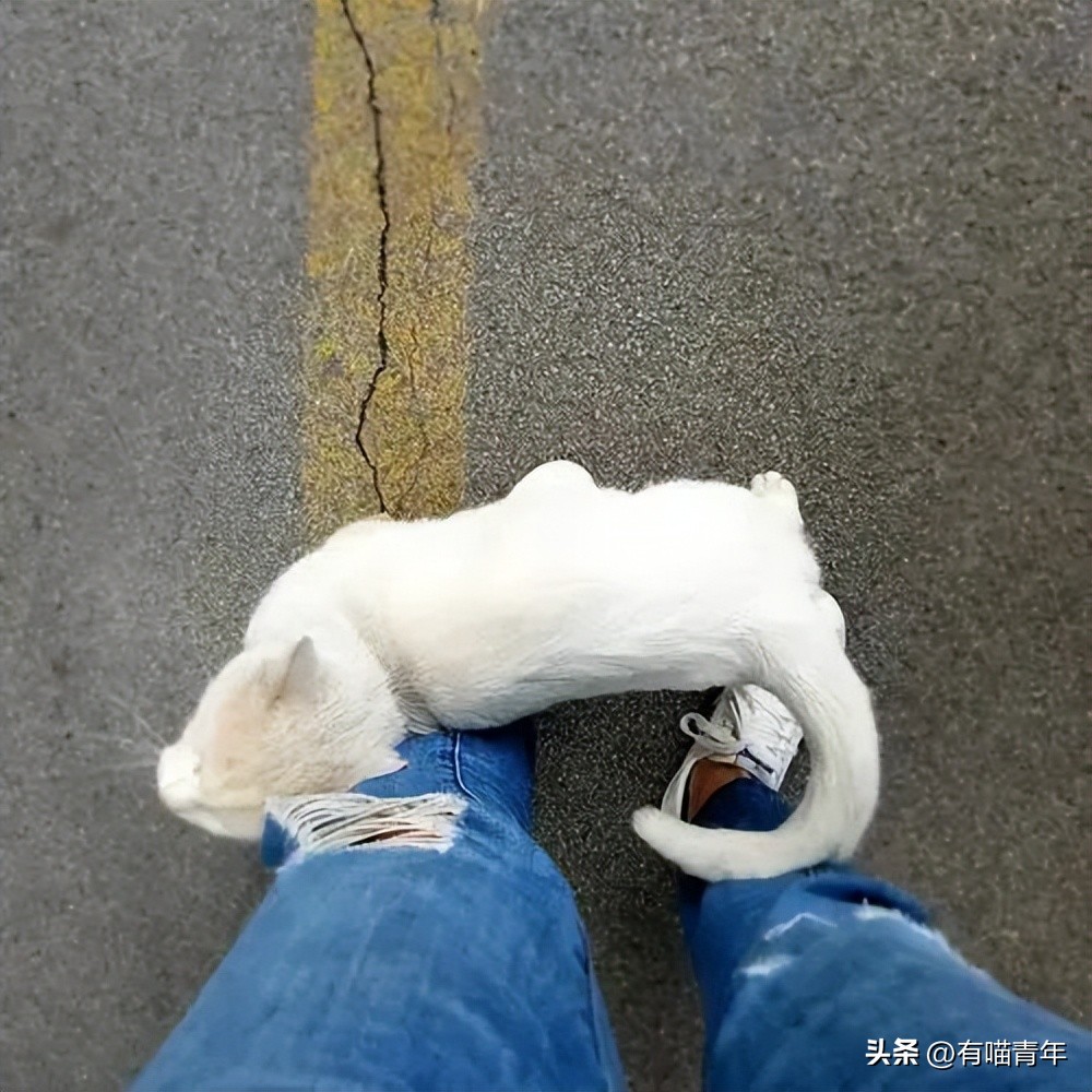 免费领养一只品种猫，猫死后强行要我买猫粮，赔3000