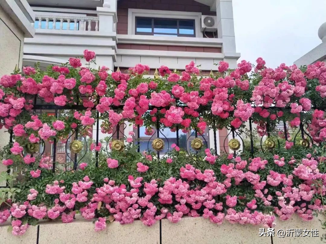 美在农家美篇,美在农家