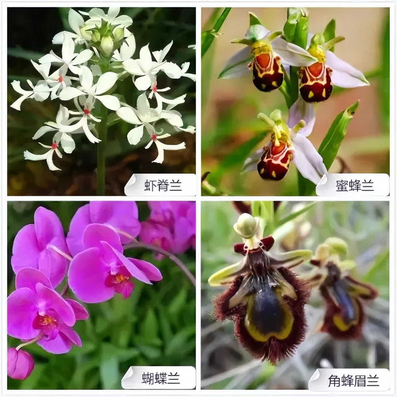 常见兰花品种图片名称及介绍大全,各种兰花品种名称及图片大全