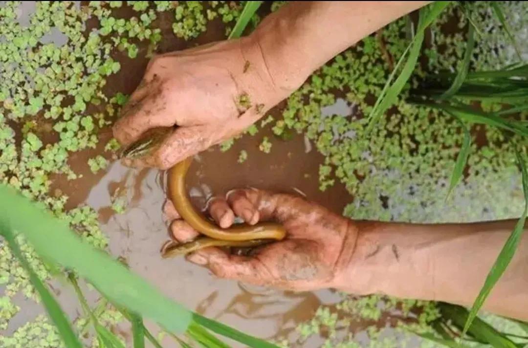 地笼捕黄鳝十大绝招,地笼捕黄鳝选择塘沟哪个位置最好