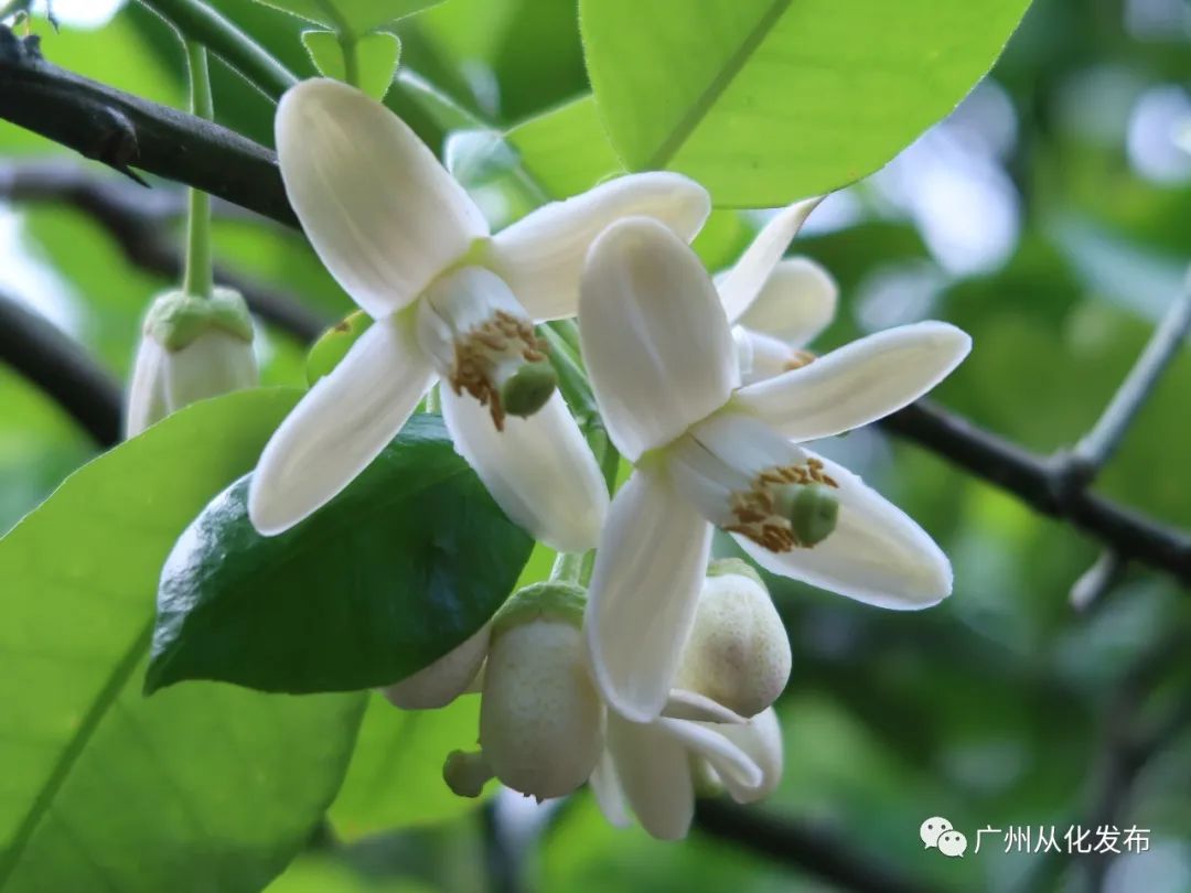新春攻略生肖派对,新年怎么玩好玩