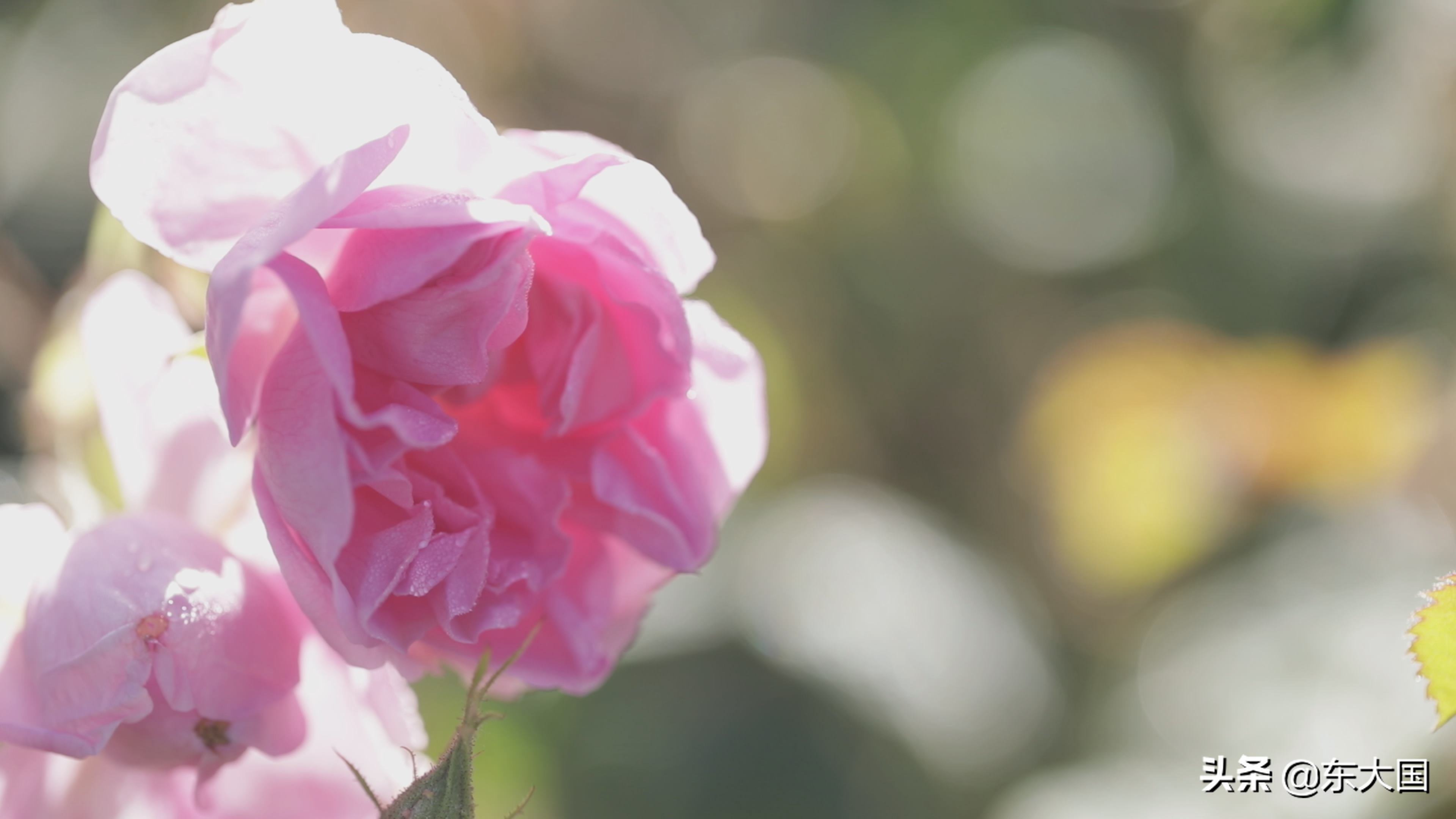 野猪“刺”激来的玫瑰花——玫瑰姐姐和她的美丽经济