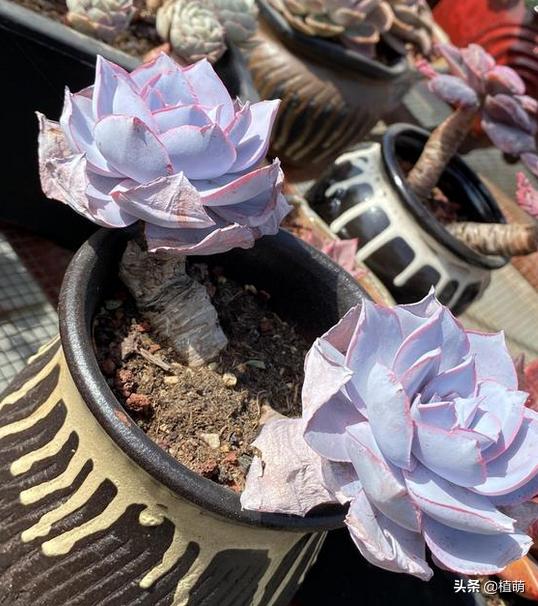 广寒宫如何控养叶片,广寒宫叶片发软怎么挽救