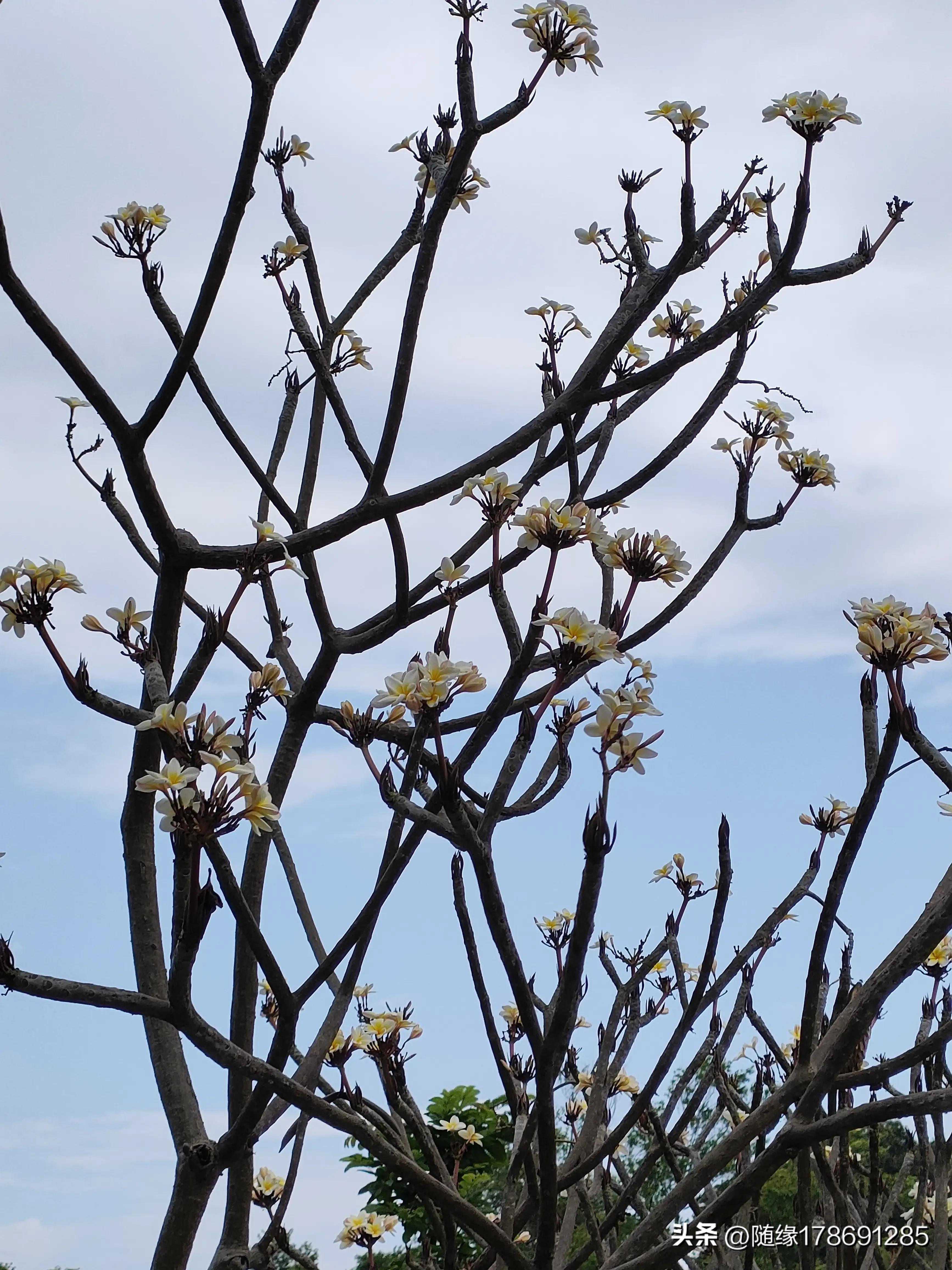 鸡蛋花开,又到了鸡蛋花开的季节