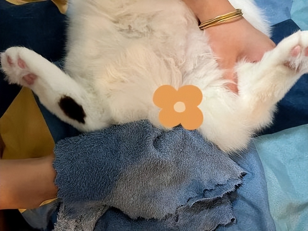 猫拉屎粘底怎么办,猫拉屎粘在尾巴上怎么清理