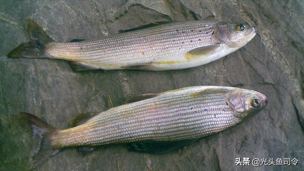 钓鱼钓到保护鱼种放了违法吗,钓鱼犯法的鱼类有哪些种类