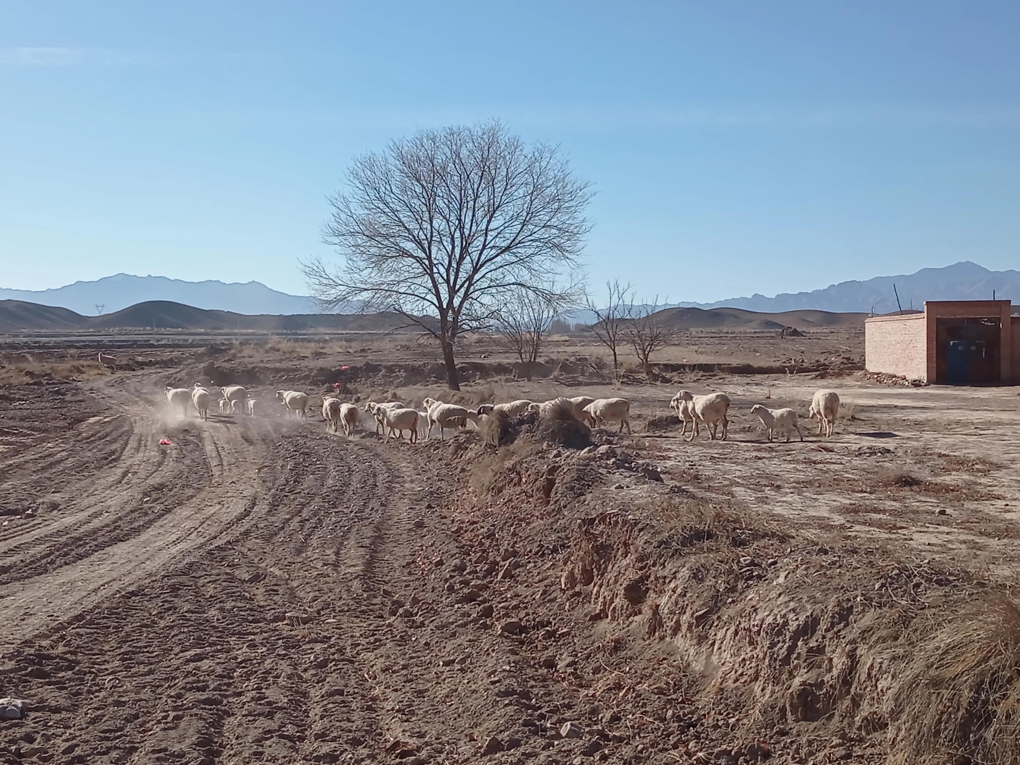 市场卖一只羊能赚多少钱,买卖活羊一年能赚多少钱