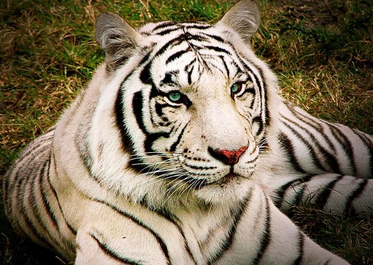 北京奥运会五个吉祥物代表的动物,北京奥运吉祥物代表动物