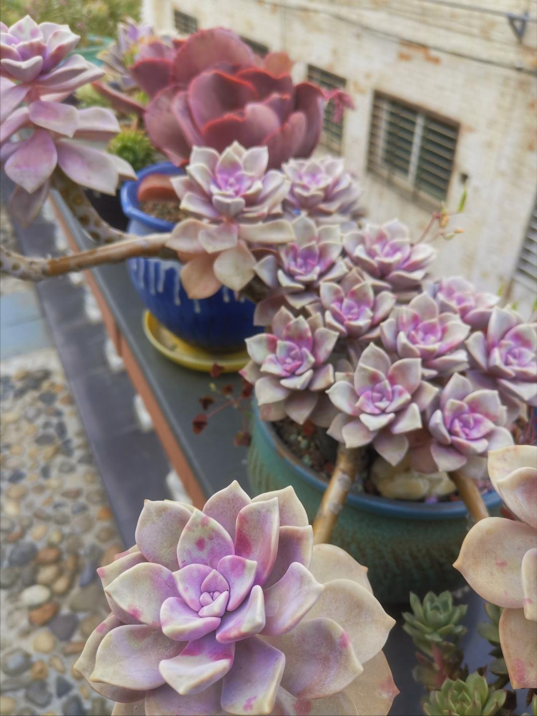 四川29岁太太养多肉从2楼爬到1楼,重庆一位太太屋顶养多肉成网红