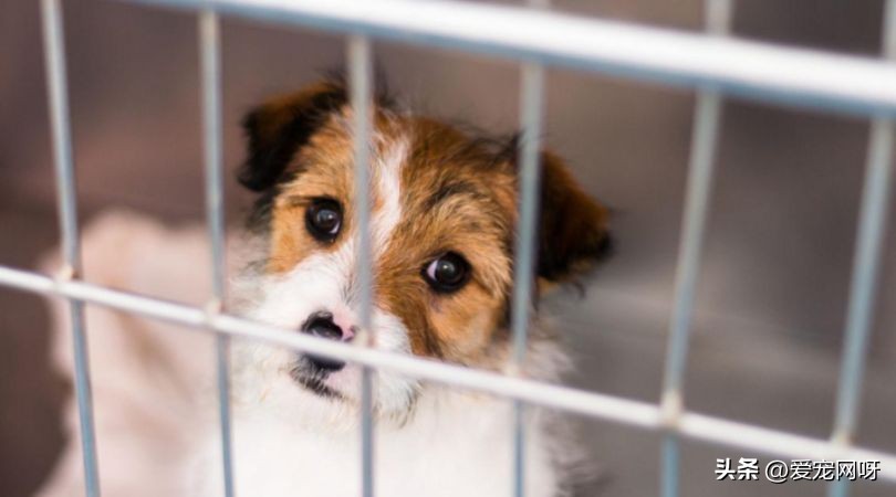 狗狗定点排便剂怎么用,狗狗乱拉屎怎么教