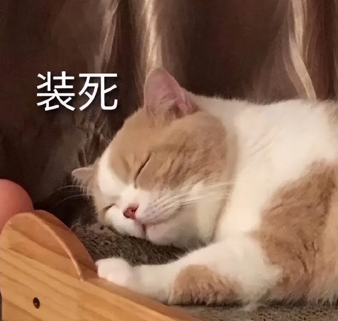 猫为什么跟你一起睡,猫让你抱着睡觉是不是喜欢你