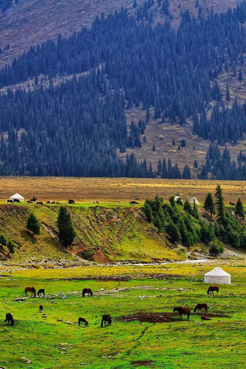 蒙古砖茶和西藏砖茶,为什么叫黑砖茶