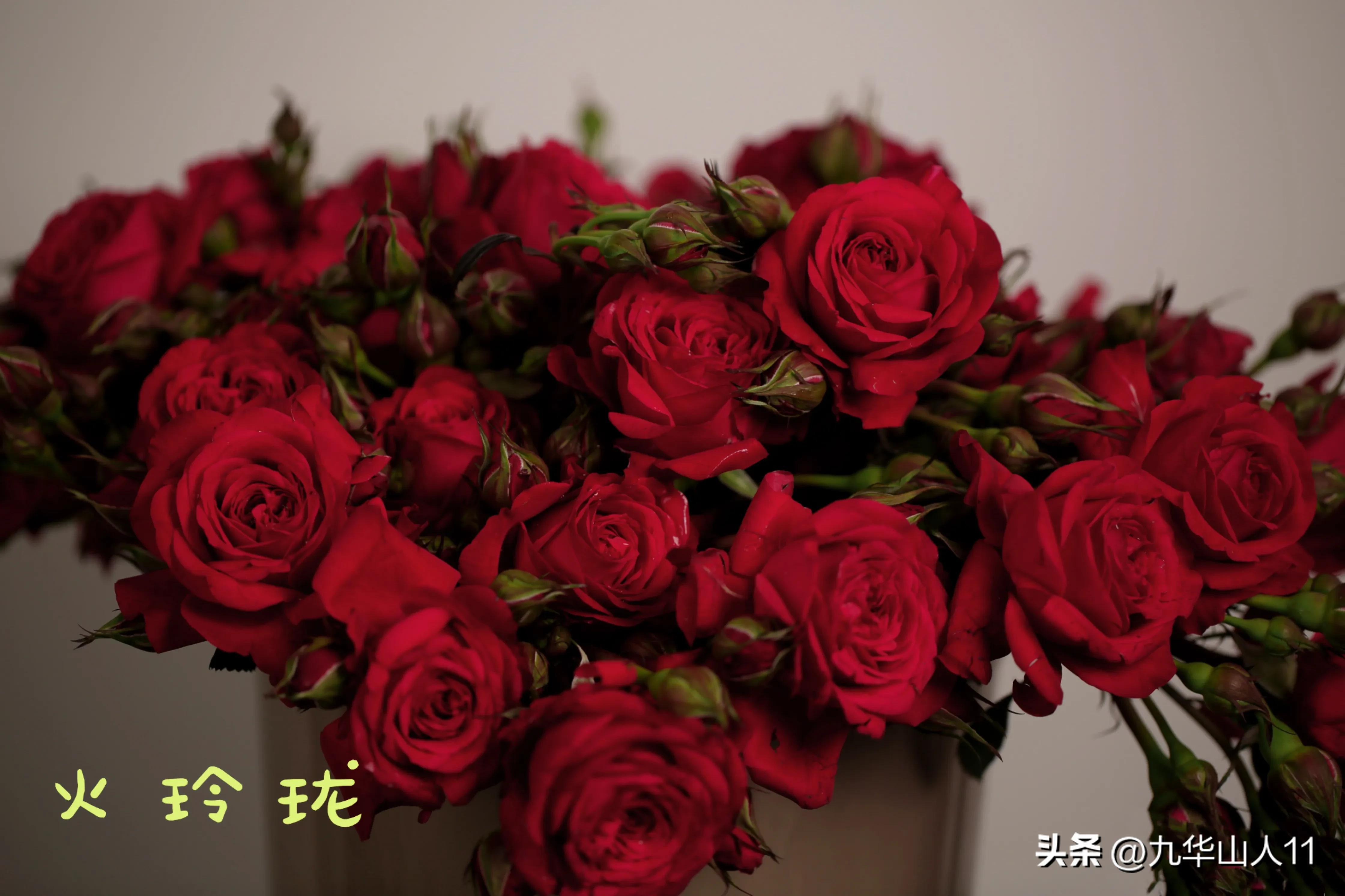 天狼月季新品预售,天狼月季官方旗舰店烛光月季