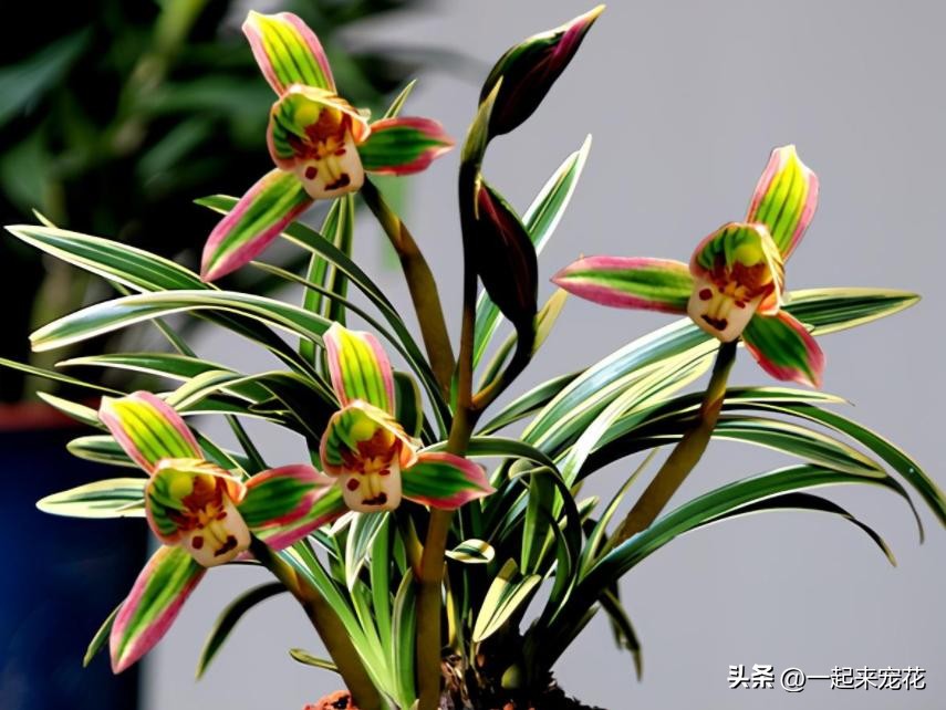 卧室阳台放什么颜色的兰花好看,兰花家养北阳台还是南阳台好