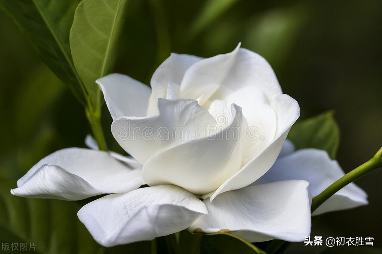 形容昙花美脱俗的诗句,描写昙花美的诗词