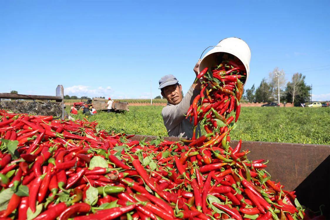 辣椒蚜虫和蓟马怎么治最快,辣椒上的白色蚜虫怎样彻底消灭