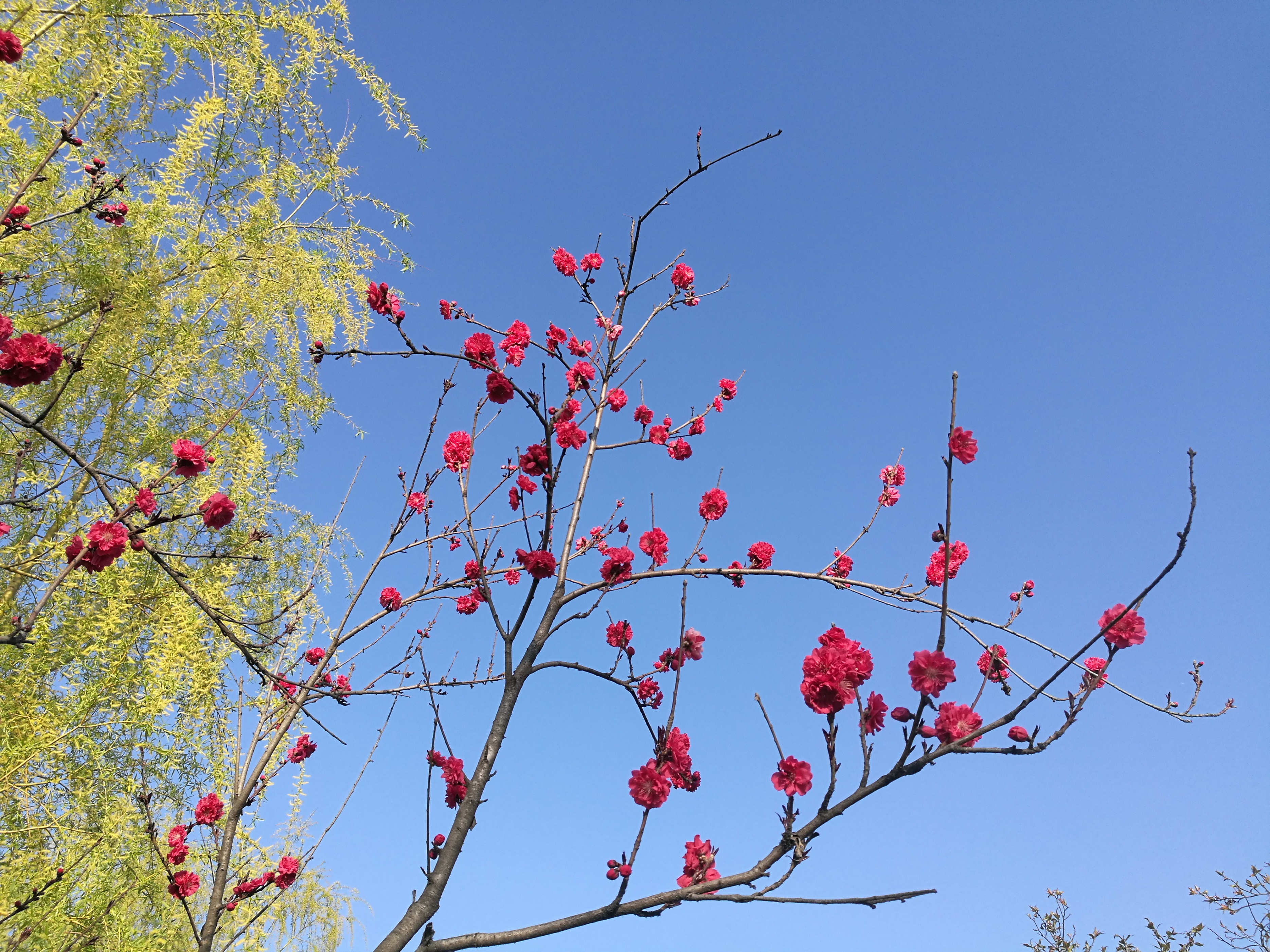 发·孔明一字文（14）