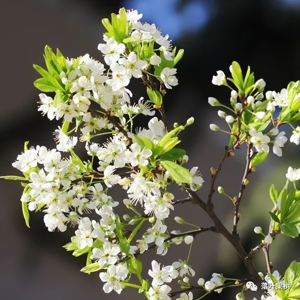 怎样辨别果树花和芽,怎么分辨阳光玫瑰果树