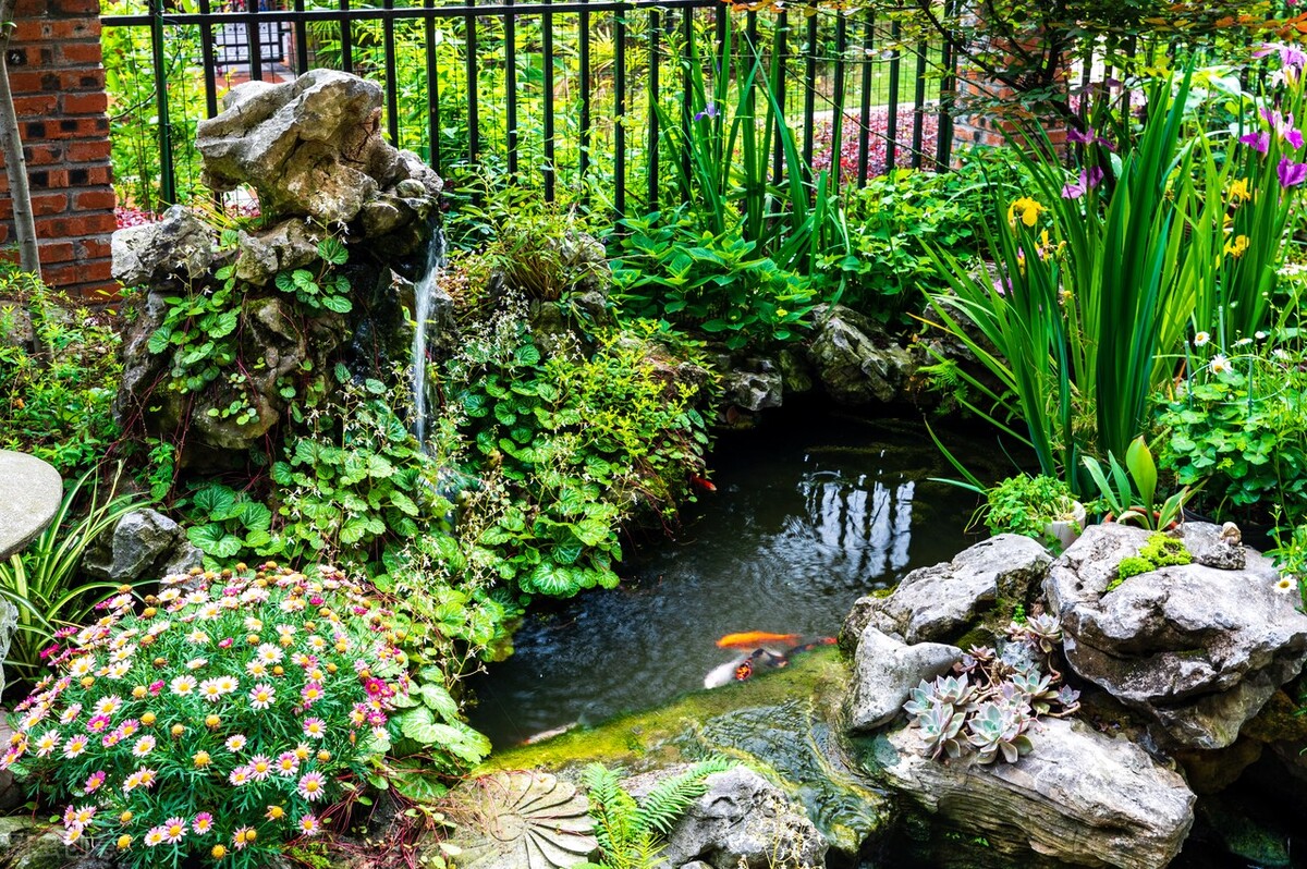 土池养黄鳝一亩需要多少种苗,水泥池塘养殖黄鳝